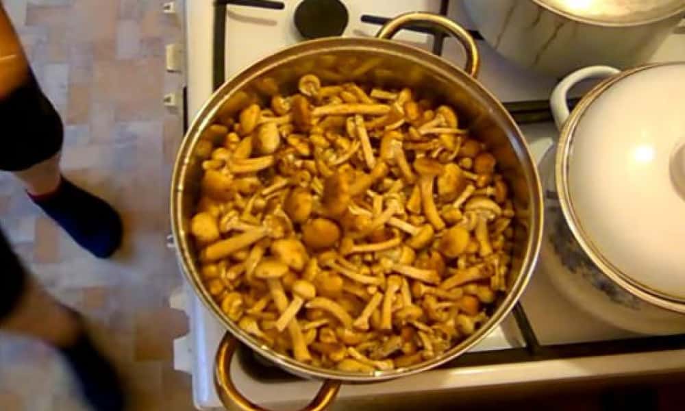 Опеньки мариновані на зиму 5 рецептів приготування, з покроковими фото 14244a9782723688257c8ee13cf07db2 Опеньки мариновані на зиму 5 рецептів приготування, з покроковими фото