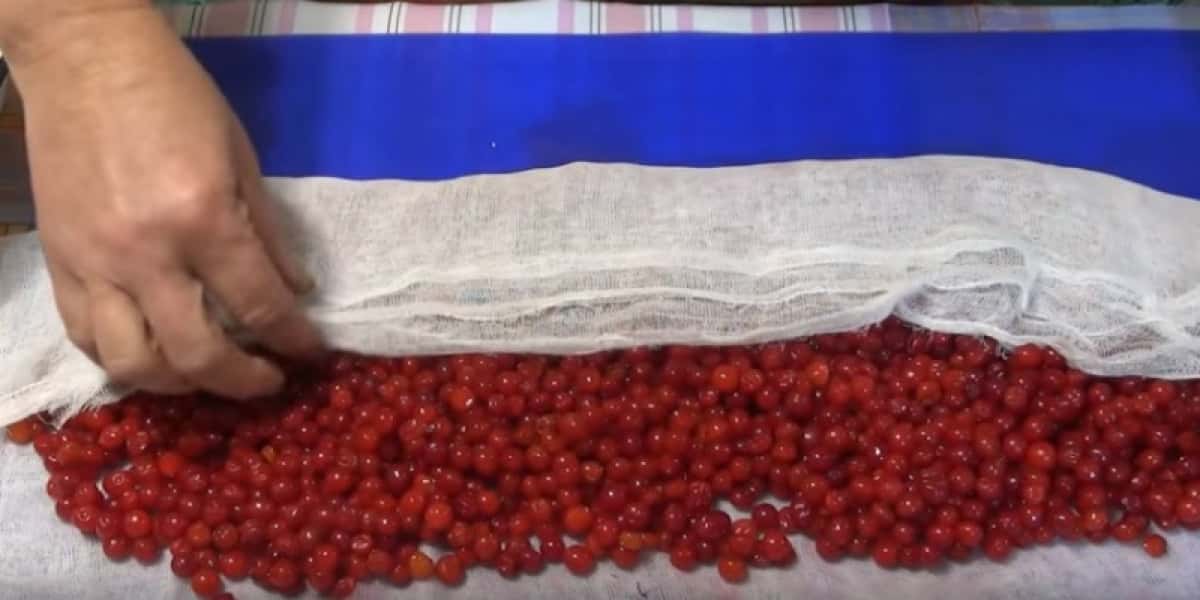 Калина з цукром на зиму без варіння: 5 рецептів, з покроковими фото 1604ee8415a04a0385fefe1f22b4fd0e Калина з цукром на зиму без варіння: 5 рецептів, з покроковими фото