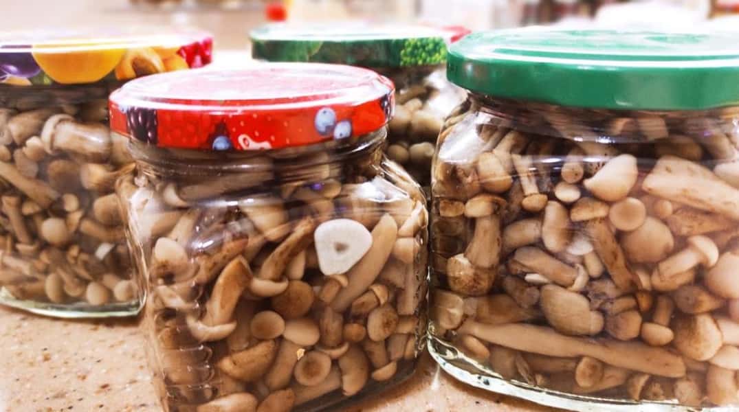 Мариновані опеньки на зиму – 11 найсмачніших рецептів приготування, з покроковими фото 169ad127a1fd8c117c309c2f47fecaea Мариновані опеньки на зиму – 11 найсмачніших рецептів приготування, з покроковими фото