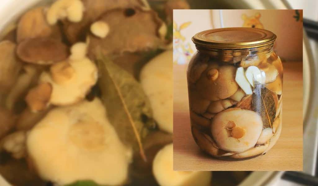 Мариновані маслята на зиму 12 найсмачніших рецептів, з покроковими фото 25f24f166476d35374f25d1b7917940d Мариновані маслята на зиму 12 найсмачніших рецептів, з покроковими фото