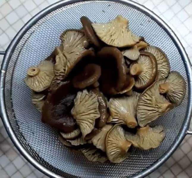 Мариновані гриби на зиму 12 простих рецептів у банках, з покроковими фото 2b32acacf099ed023f58846e4910a792 Мариновані гриби на зиму 12 простих рецептів у банках, з покроковими фото